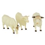 Simmental/Charolais Cows